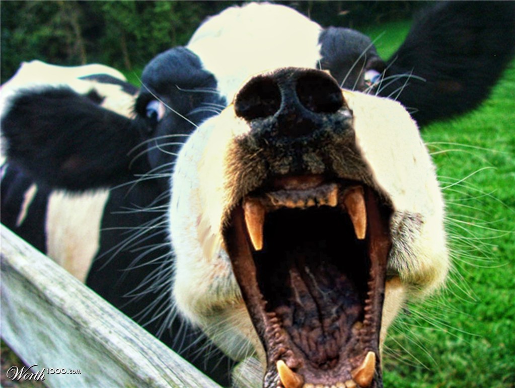 Beware of burping bovine beasts. Photo from Worth1000.com