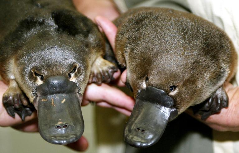 Scientists discover the tooth of an extinct giant platypus that would have been closely related to the platypus pictured above. Photo from AFP.