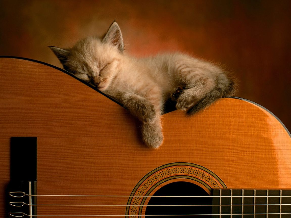 Everyone could use a cat nap once in awhile! Source:kittenwallpaper.org