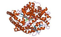 angiotensin-converting enzyme